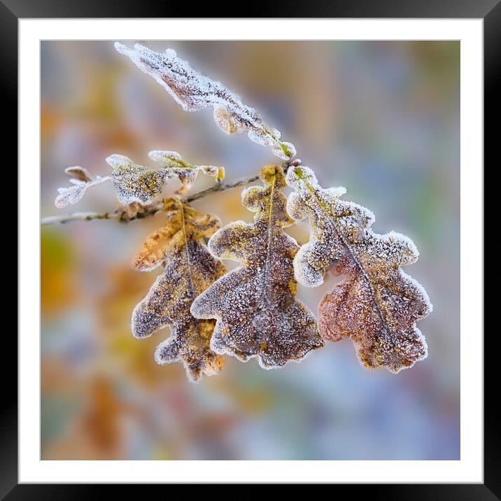 Frost covered Oak leaves Framed Mounted Print by Hugh McKean