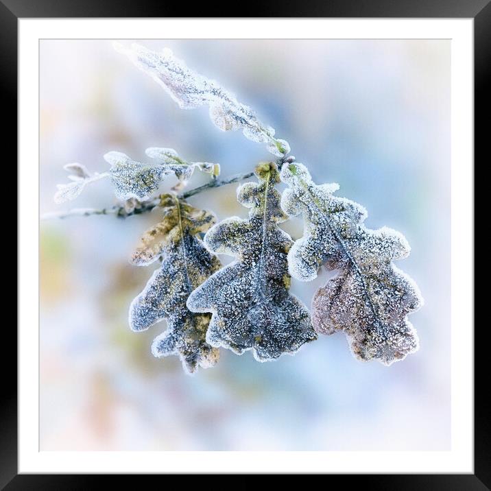 Frost covered Oak leaves Framed Mounted Print by Hugh McKean