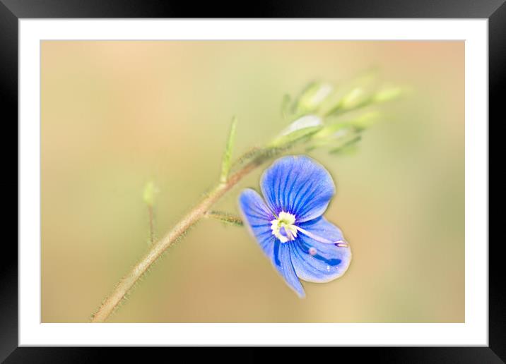 Germander Speedwell (Veronica chamaedrys)  Framed Mounted Print by Hugh McKean