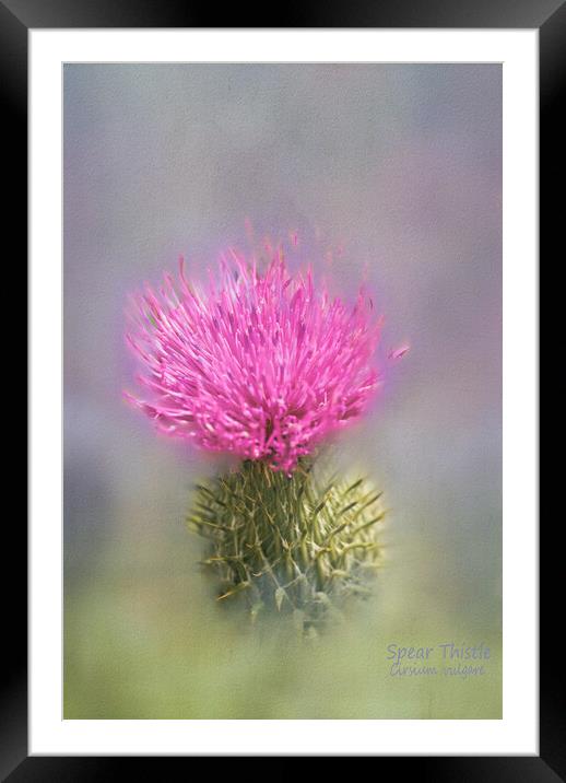 Spear Thistle (Cirsium vulgare)  Framed Mounted Print by Hugh McKean