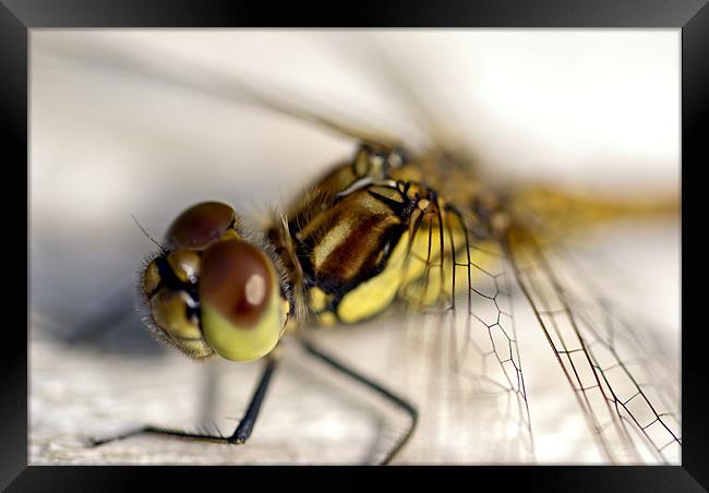 Common Darter  dragonfly compound eye and synthora Framed Print by Hugh McKean