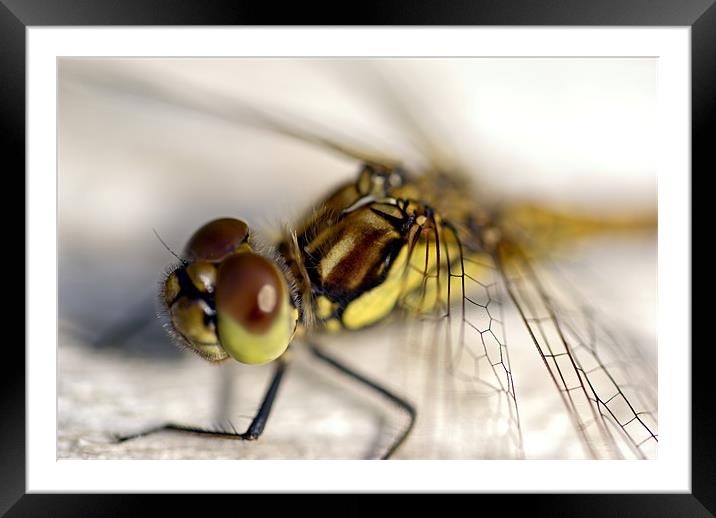 Common Darter  dragonfly compound eye and synthora Framed Mounted Print by Hugh McKean