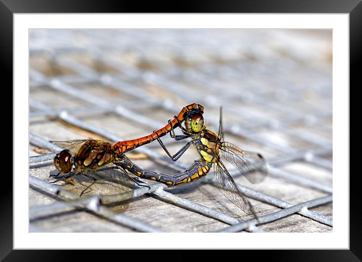 Common Darter dragonflies mating Framed Mounted Print by Hugh McKean