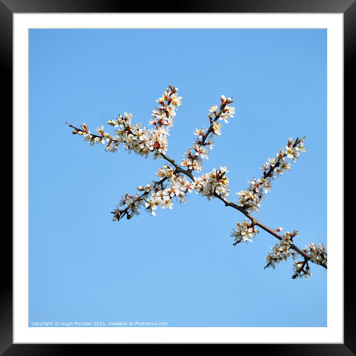 Blackthorn blossom, Prunus spinosa  Framed Mounted Print by Hugh McKean