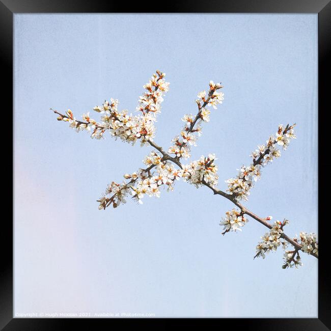 Photo art Blackthorn blossom, Prunus spinosa Framed Print by Hugh McKean