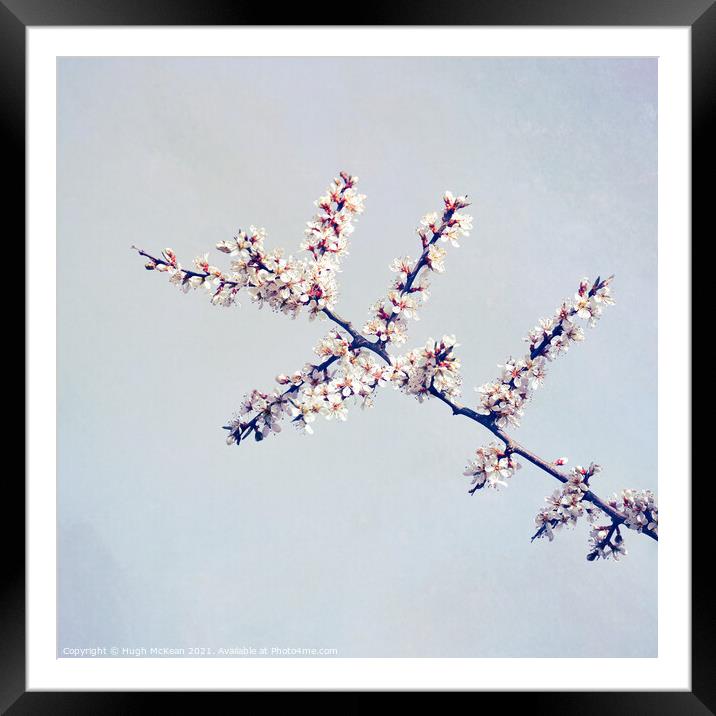 Photo art Blackthorn blossom, Prunus spinosa Framed Mounted Print by Hugh McKean