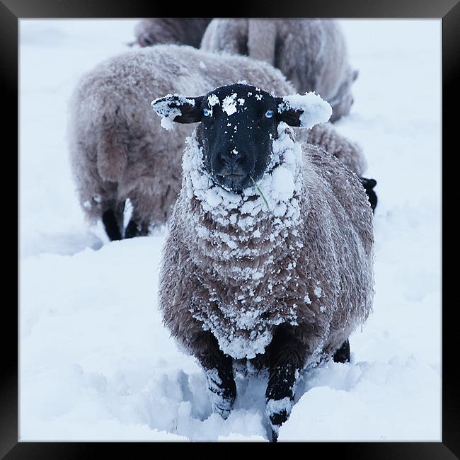 Sheep in the snow Framed Print by David (Dai) Meacham
