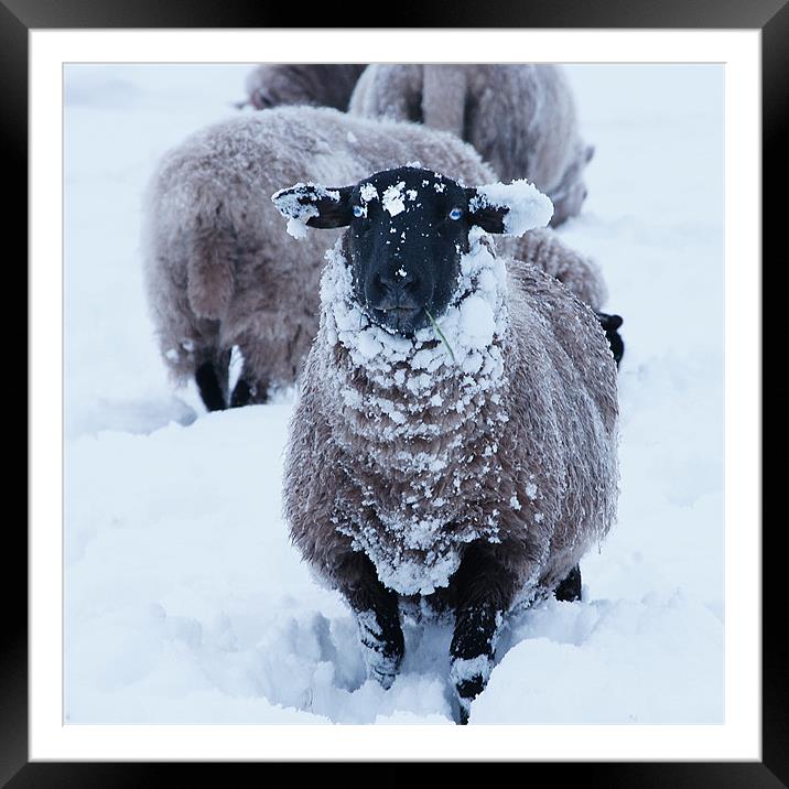 Sheep in the snow Framed Mounted Print by David (Dai) Meacham
