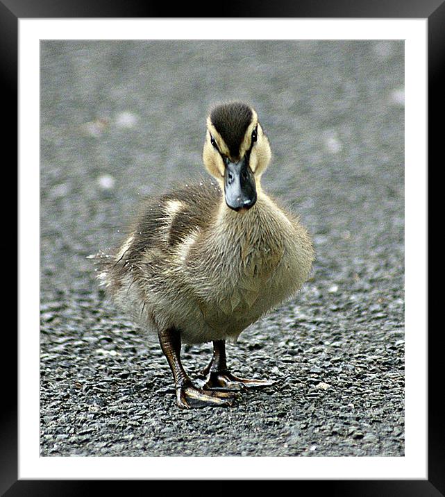 I said Duck Framed Mounted Print by David (Dai) Meacham