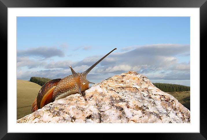 Snail break Framed Mounted Print by David (Dai) Meacham