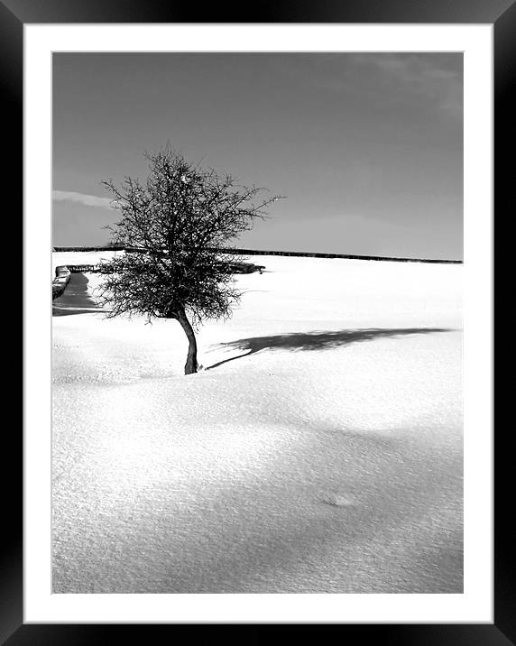 Little Tree in the virgin snow Framed Mounted Print by David (Dai) Meacham