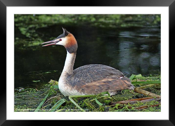 Great Crested Grebe Framed Mounted Print by Catherine Fowler