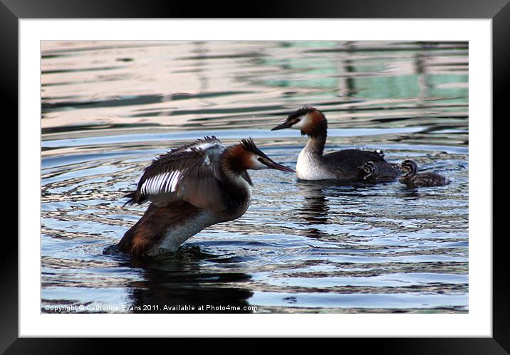 Great Crested Grebe Family Framed Mounted Print by Catherine Fowler