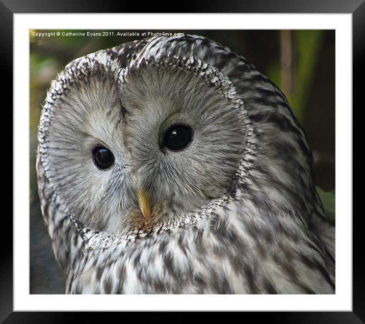 Ural owl Framed Mounted Print by Catherine Fowler