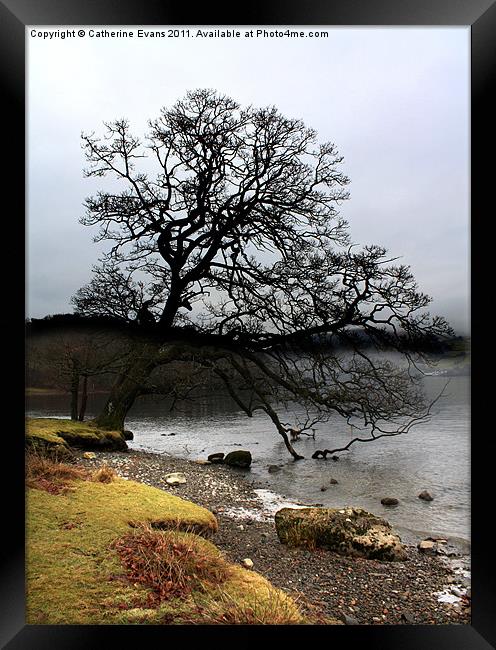 Lonely tree Framed Print by Catherine Fowler