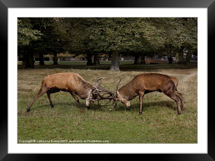 Battle of the Stags Framed Mounted Print by Catherine Fowler