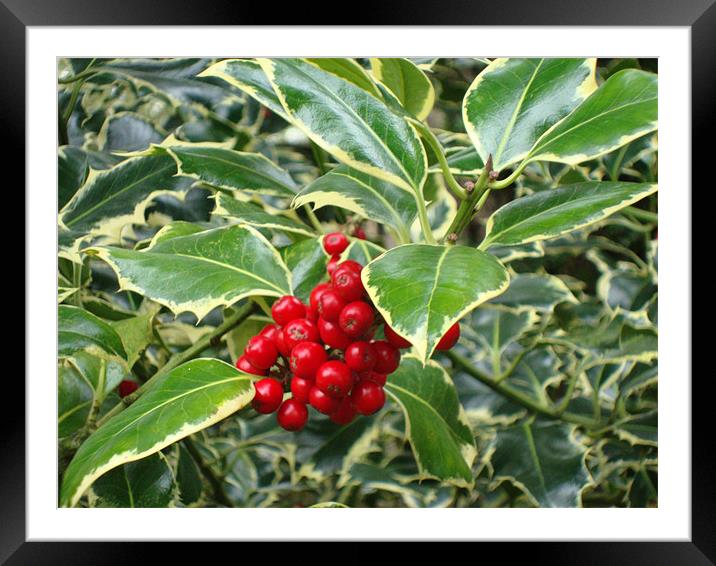 Holly Framed Mounted Print by Catherine Fowler