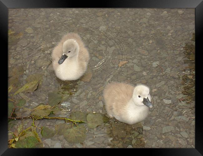Cygnets testing the water Framed Print by Catherine Fowler