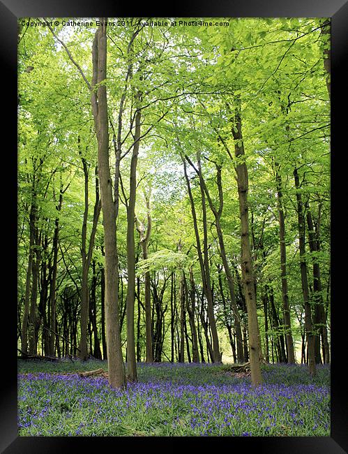 Bluebells in Ashridge Woods Framed Print by Catherine Fowler