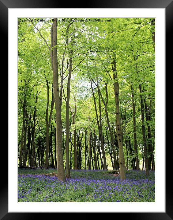 Bluebells in Ashridge Woods Framed Mounted Print by Catherine Fowler