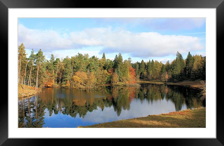 Tarn Hows #2 Framed Mounted Print by Catherine Fowler