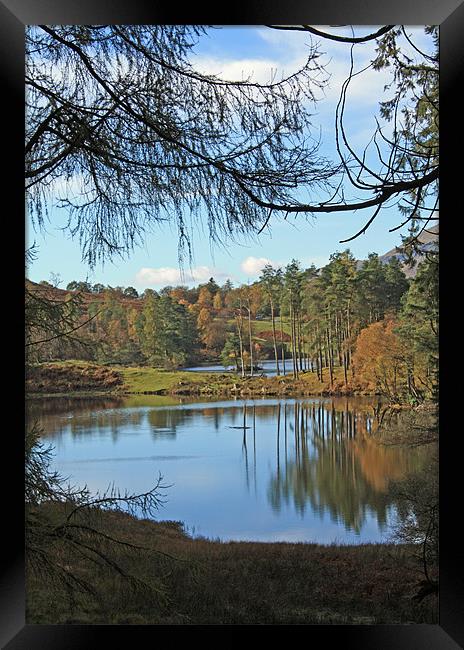 Tarn Hows through the trees Framed Print by Catherine Fowler