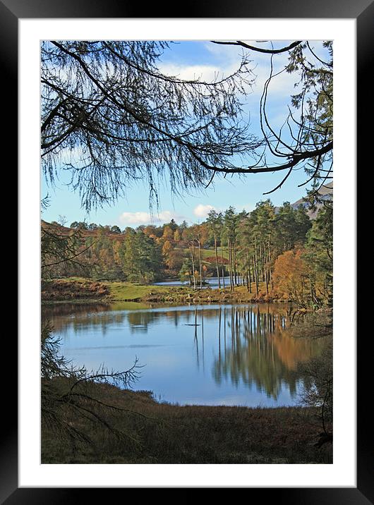 Tarn Hows through the trees Framed Mounted Print by Catherine Fowler