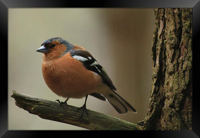 Chaffinch on a branch Framed Print by Catherine Fowler