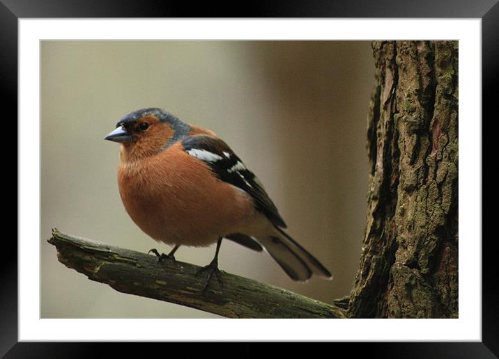 Chaffinch on a branch Framed Mounted Print by Catherine Fowler
