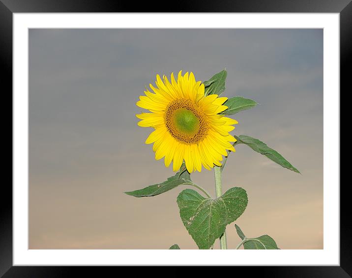Sunflower against evening sky Framed Mounted Print by Louise Eksteen