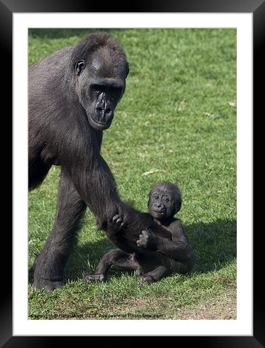 Baby Gorilla and Mum Framed Mounted Print by Peter West