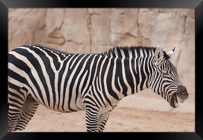 Laughing Zebra Framed Print by Peter West