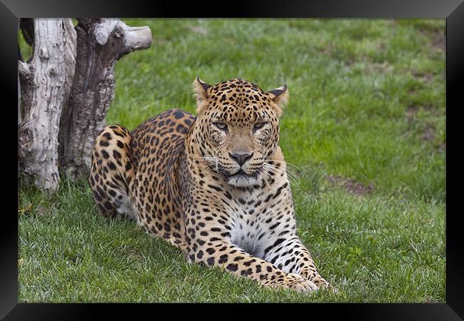 Leopard stare Framed Print by Peter West