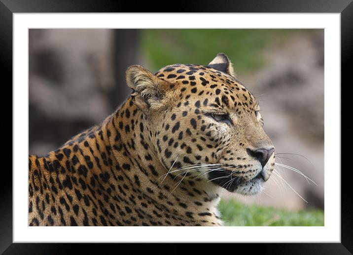 Leopard Head Framed Mounted Print by Peter West