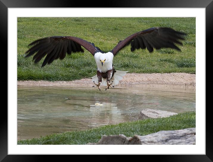 African Fish Eagle Framed Mounted Print by Peter West