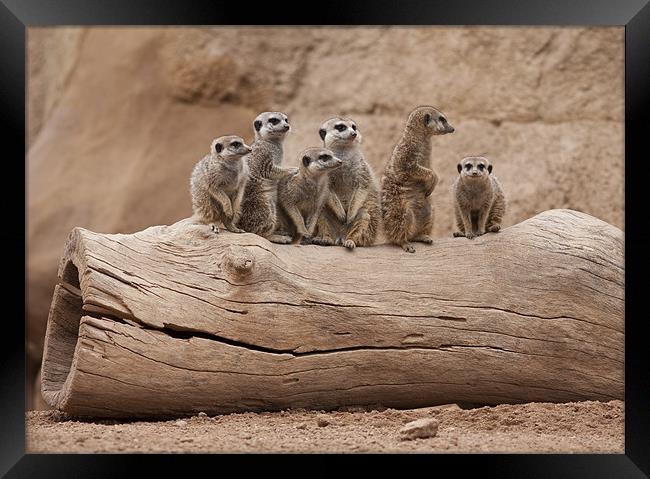 Meerkats Framed Print by Peter West