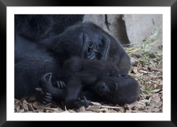 Gorilla with baby Framed Mounted Print by Peter West