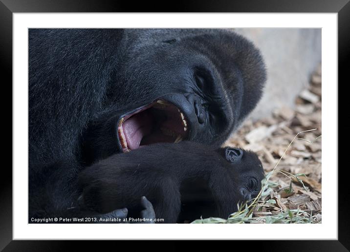 Gorilla with baby Framed Mounted Print by Peter West
