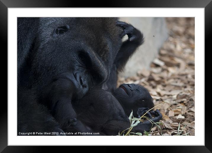 Gorilla with baby 3 Framed Mounted Print by Peter West