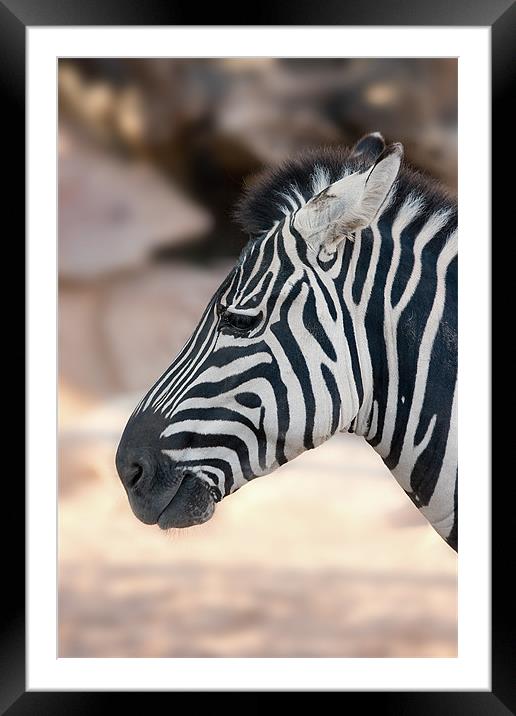 Zebra head Framed Mounted Print by Peter West