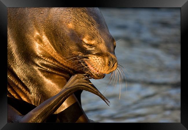 Sealion scratch Framed Print by Peter West