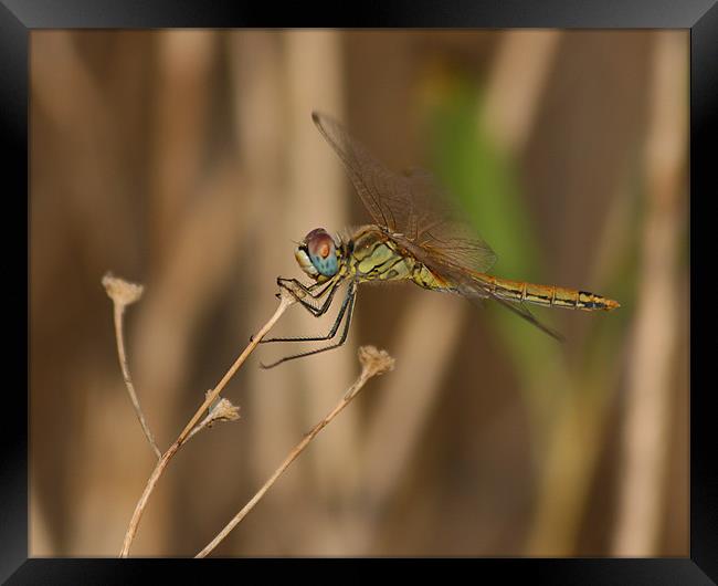 Dragonfly Framed Print by Peter West