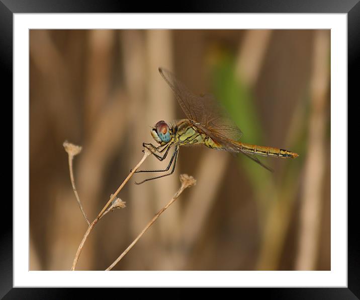 Dragonfly Framed Mounted Print by Peter West
