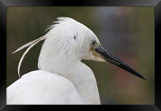 Egret Framed Print by Peter West