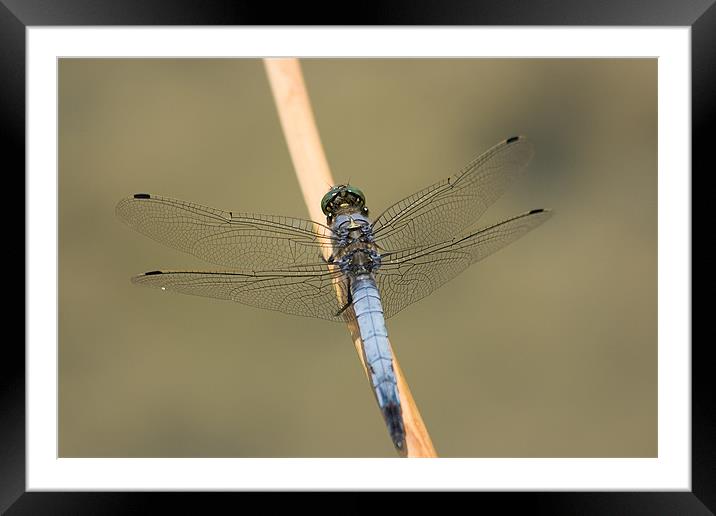 Blue Dasher Framed Mounted Print by Peter West