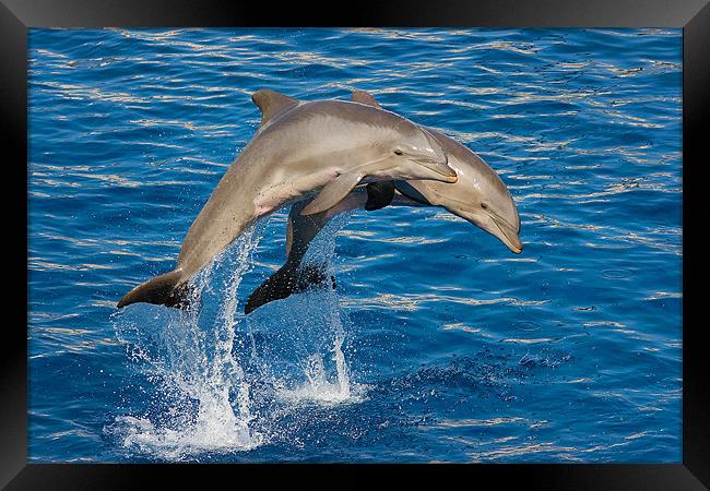 Jumping Dolphins Framed Print by Peter West