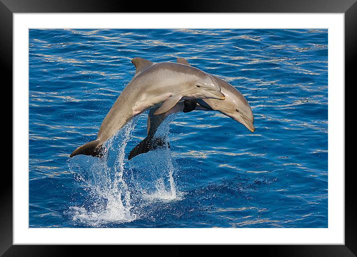 Jumping Dolphins Framed Mounted Print by Peter West