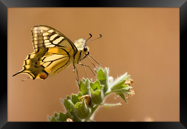 Yellow Swallowtail Framed Print by Peter West