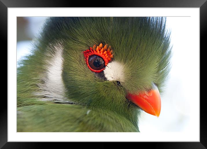 Orange eyes Framed Mounted Print by Peter West