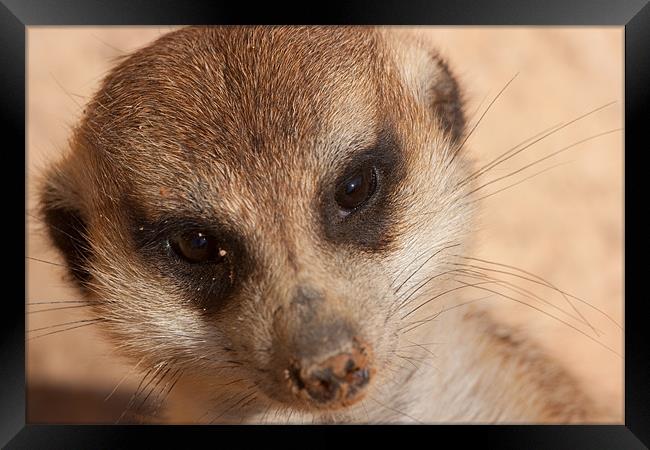 Meercat Smile Framed Print by Peter West